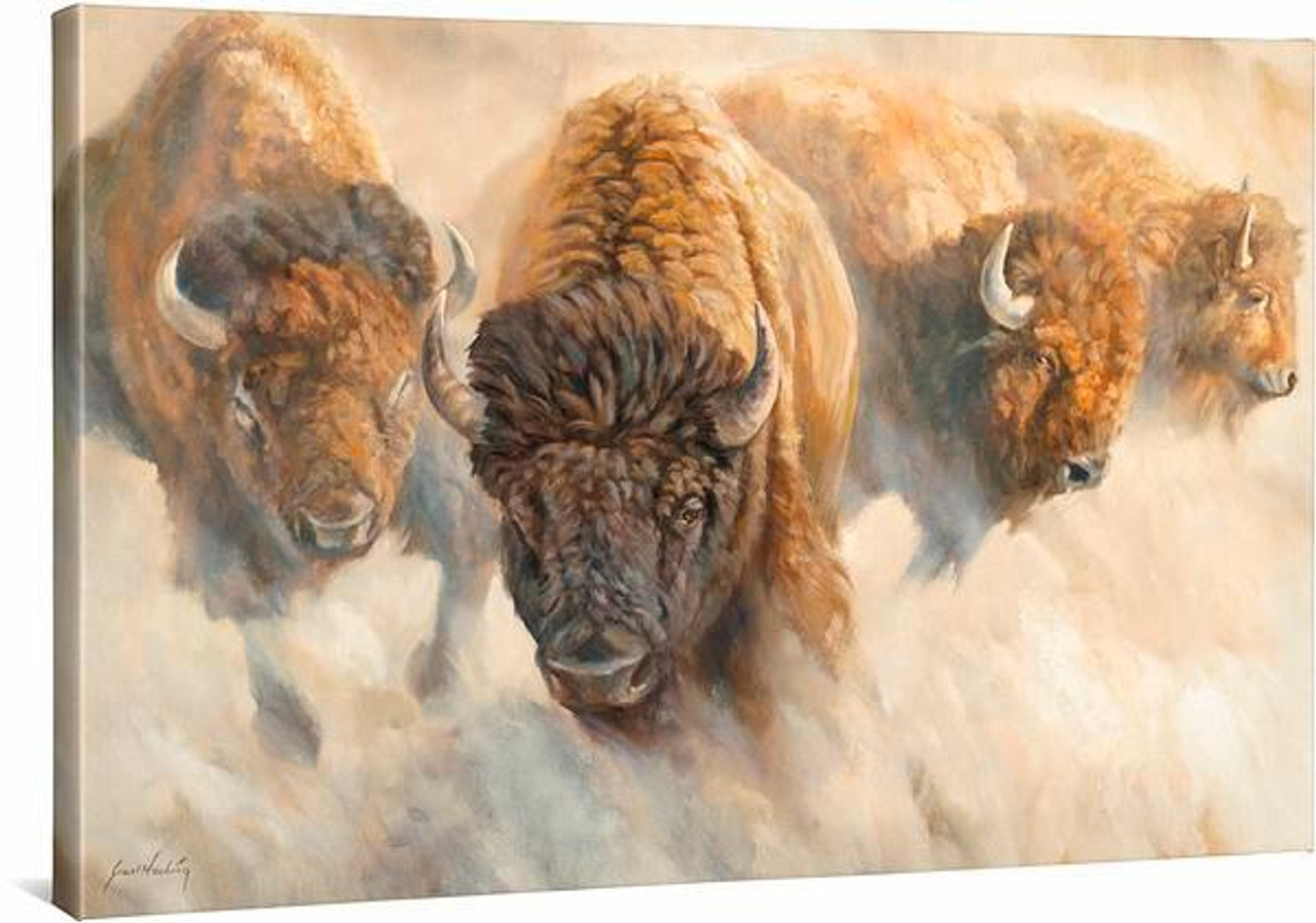 Dust of Time Bison Gallery Wrapped Canvas by Grant Hacking