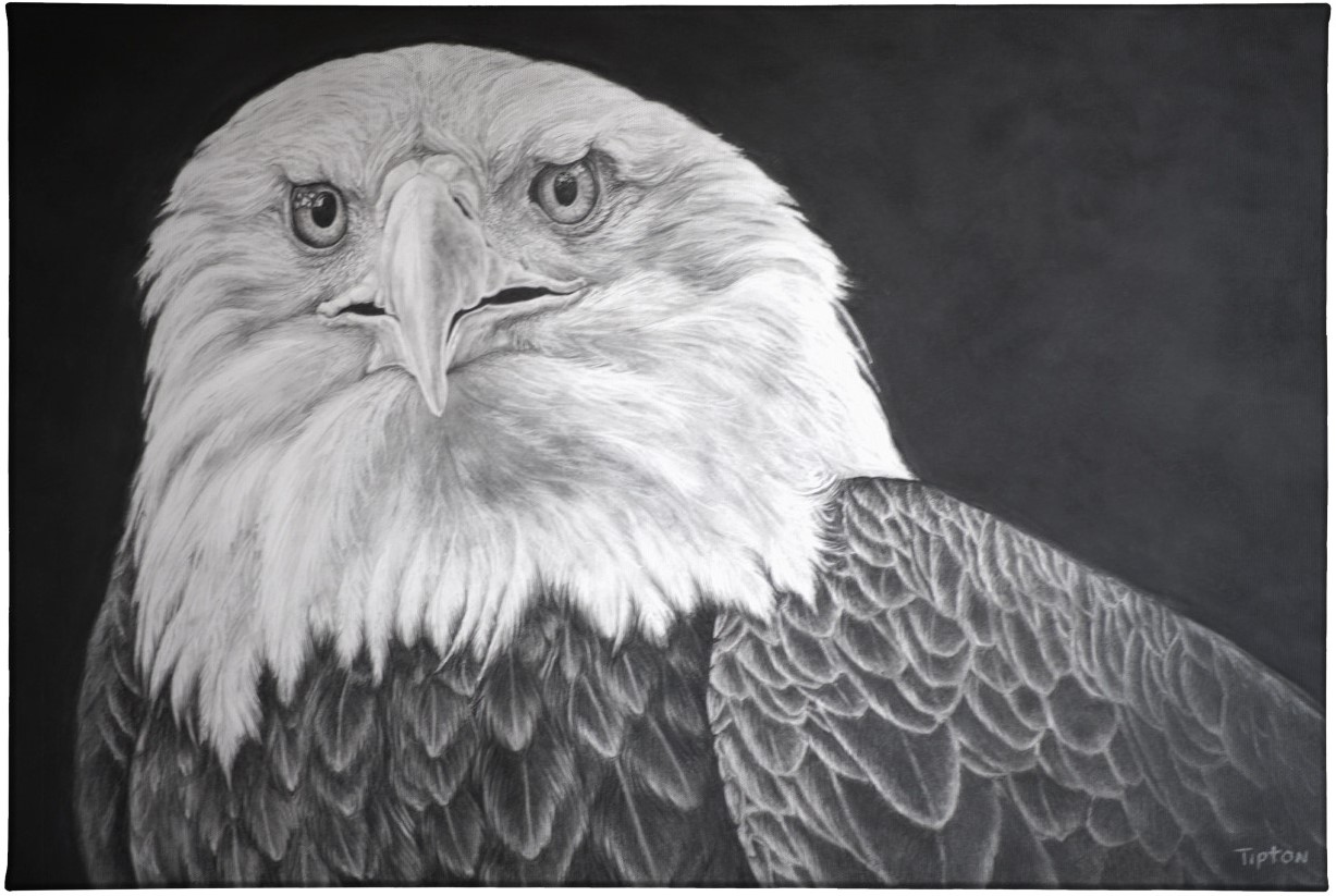 Eagle Eyes Gallery Wrapped Canvas by Eddie Tipton