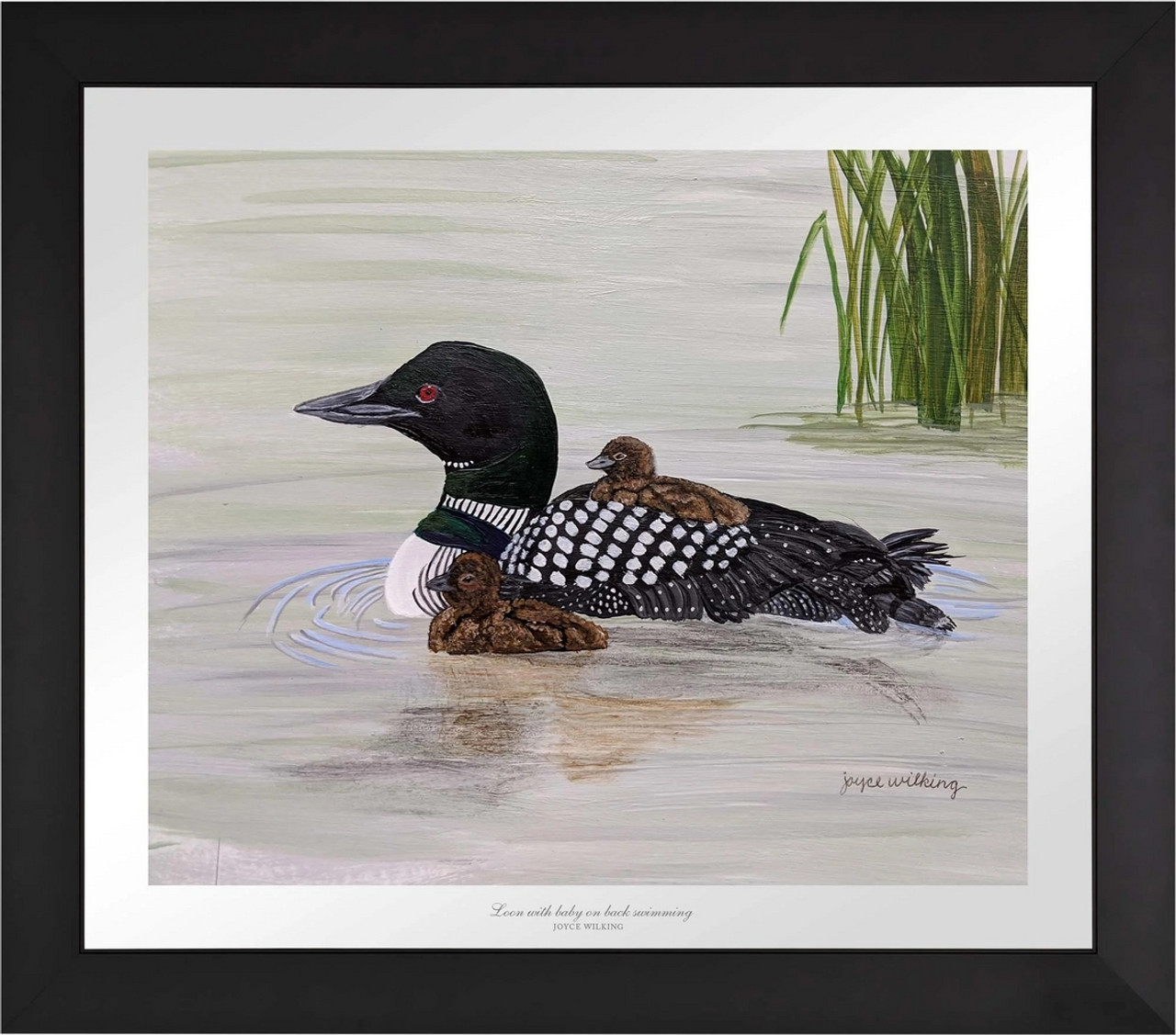 Loon with Baby on Back Swimming Master Artisan Paper Print by Joyce Wilking