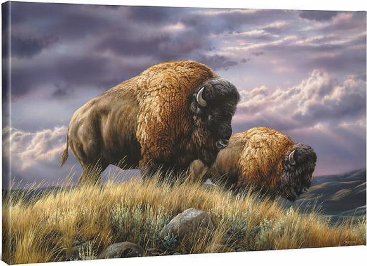 Nomads of the Plains Bison Gallery Wrapped Canvas by Rosemary Millette