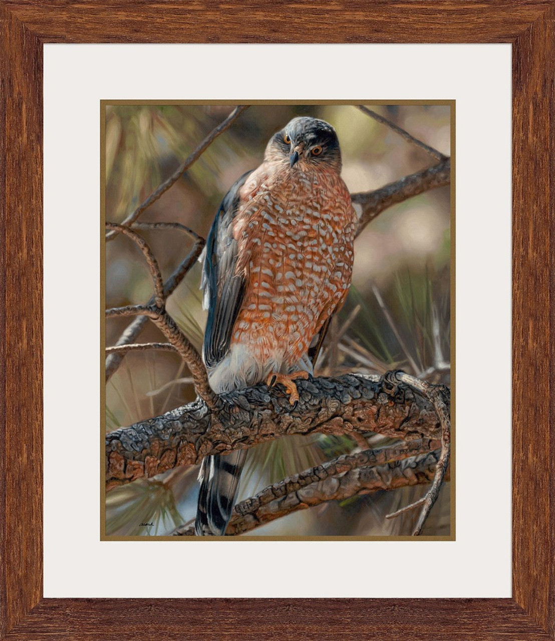 Woodland Sniper Cooper's Hawk Limited Edition Print by John Aldrich